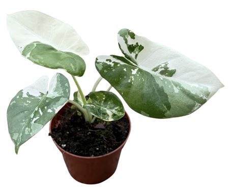 Alocasia Macrorhiza Variegata