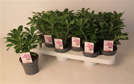 Адениум тучный пикоти