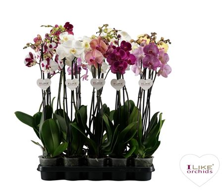Phal 2st Mix 16+ (levo)