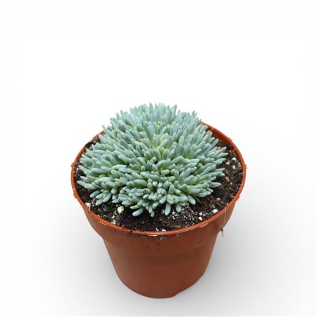 Delosperma Sphalmantoides