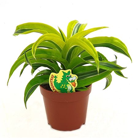 Drac Lemon Surprise