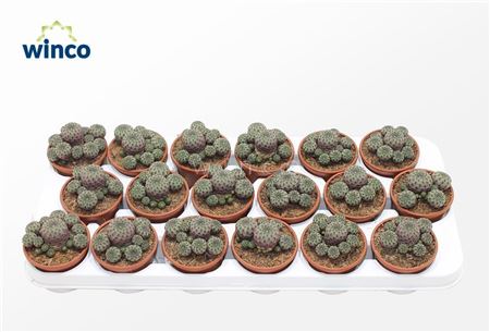 Sulcorebutia Rauschii