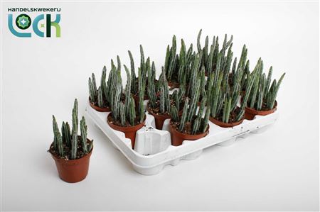 Stapelia Stapeliiformis