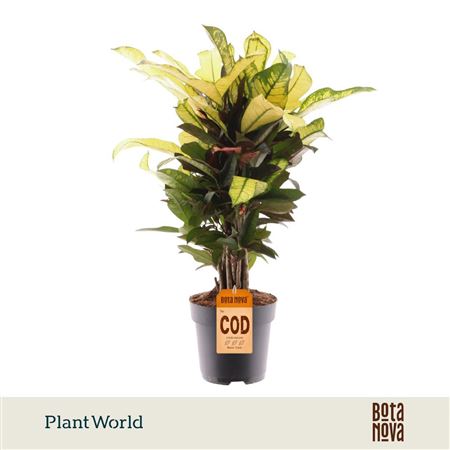 Croton Wilma Branched