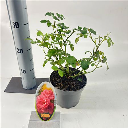 Rosa (h) Mirato