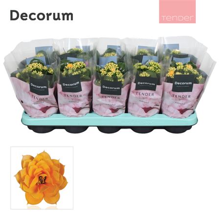 Kal Cal Serenity Gold (decorum)