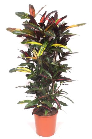 Codiaeum Mango Branched