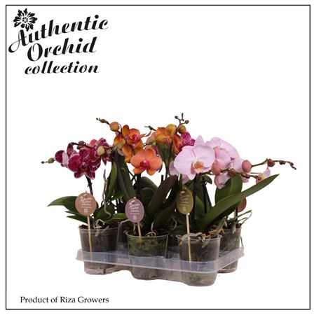 Phal 2st Authentic Spirit Mix 12+ (orchid Growers)
