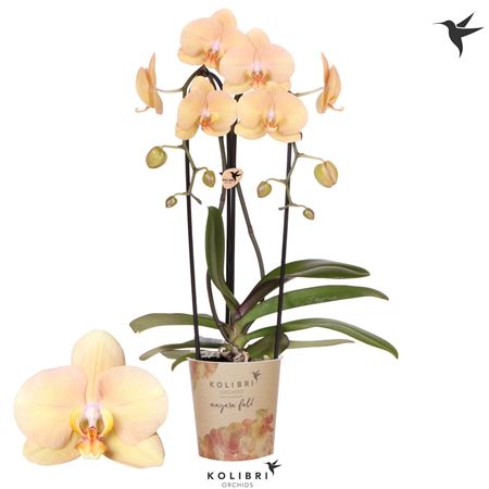 Phal 2st Cascade Golden River (ok)