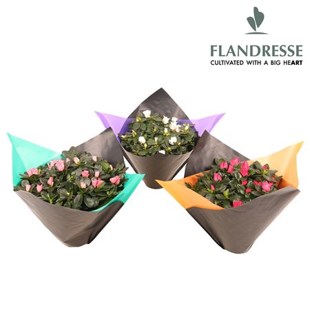 Azalea Flandresse Flexx Sleeve Large