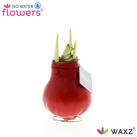 Hipp Wax Red