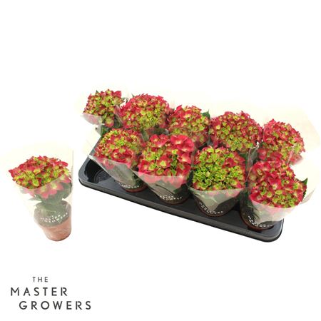 Hydrangea Ma Red 1pp