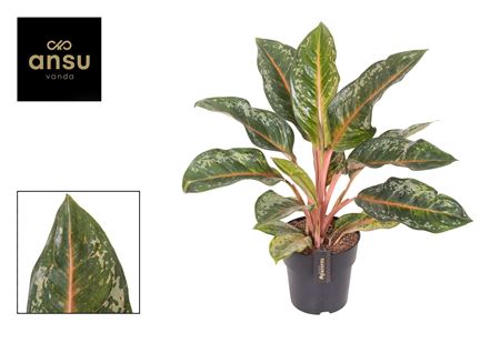 Aglaonema Pumpkin Green