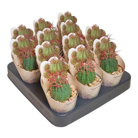 Euphorbia Stellispina Potcover