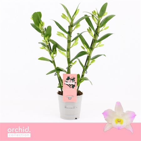 Dendr Nob 3st Kumiko Compact Orchid Collection