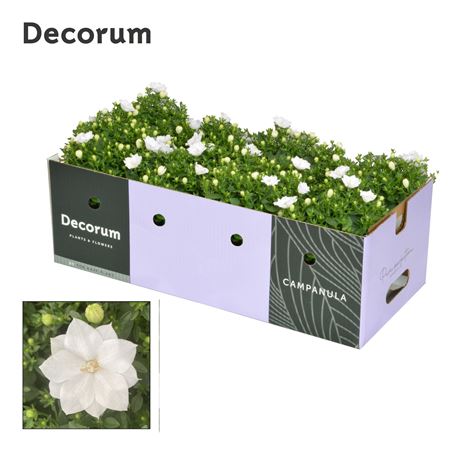 Campanula Iso Dublin White Showbox (decorum)