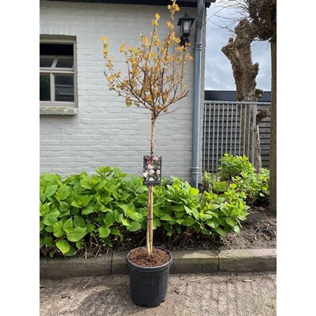 Physocarpus Opulifolius Diable D'or On Stem