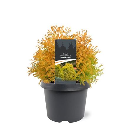 Thuja Occ Rheingold