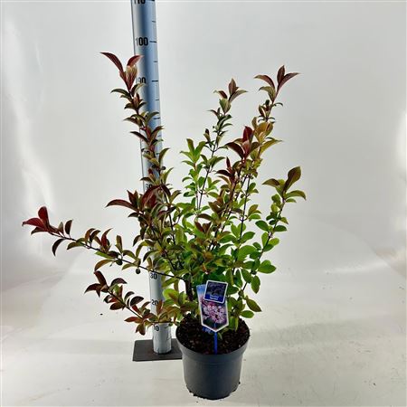 Viburnum Farreri