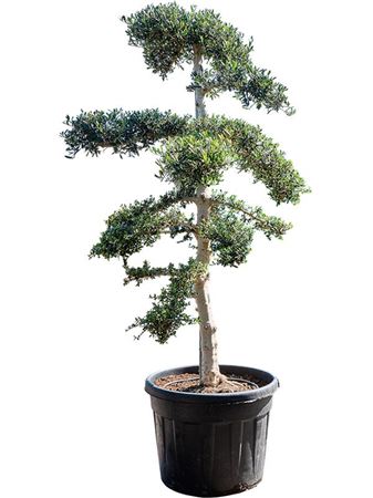Olea Europaea 'sylvestris' (230-270)