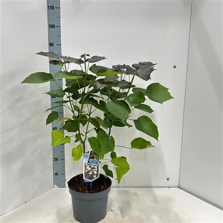 Catalpa Erubescens Purpurea