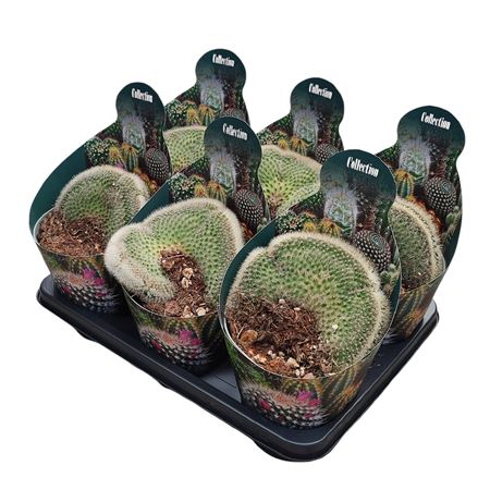 Mammillaria Pilcayensis Crested Potcover