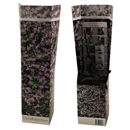 Trachelospermum Pink Showers