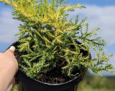 Можжевельник средний Голдкиссен