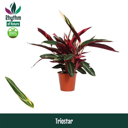 Stromanthe Triostar (rhythm Of Nature)