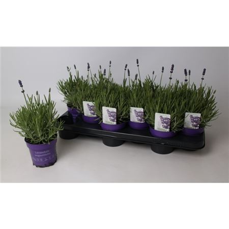 Лаванда узколистная Хидкот