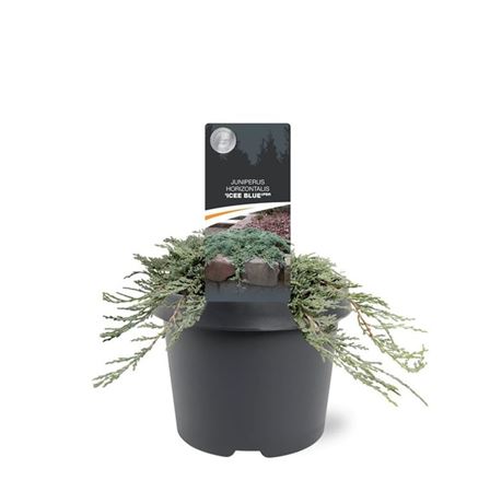 Juniperus Hor Icee Blue