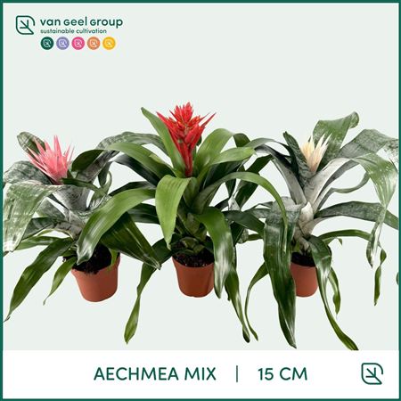 Aechmea Mix