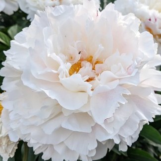 Пион древовидный Белый Снег в тубе