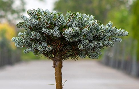 Пихта корейская Кохоутс Айсбрекер штамб