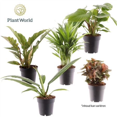 Plantmix Cuba (diverse Soorten)