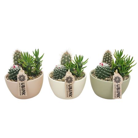 Cactus Mix In Bowl