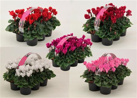 Cyclamen 6-pack Mix