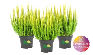 Каллуна обыкновенная Миами