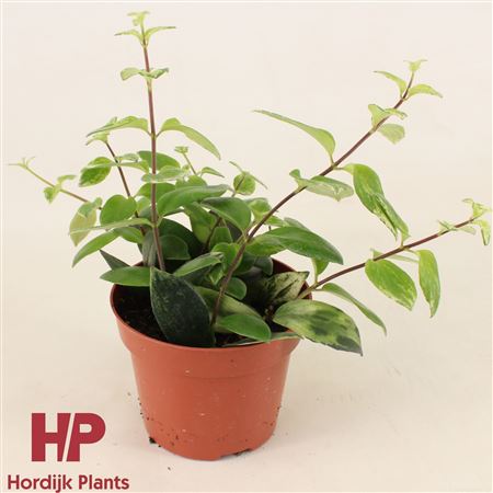 Aeschynanthus Lobbianus Variegatus