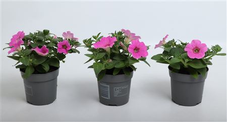 Petunia Surfinia Hot Pink