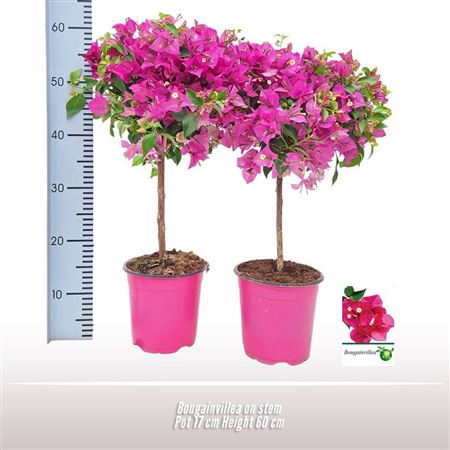 Bougainvillea On Stem