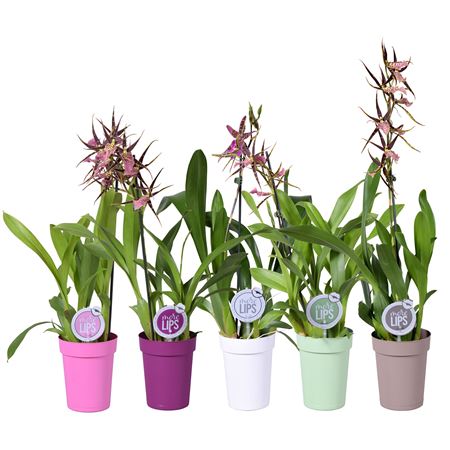 Orchid 3st Mix In Pot (morelips)