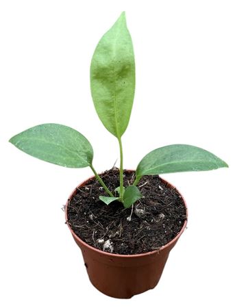 Anthurium Wendlingeri