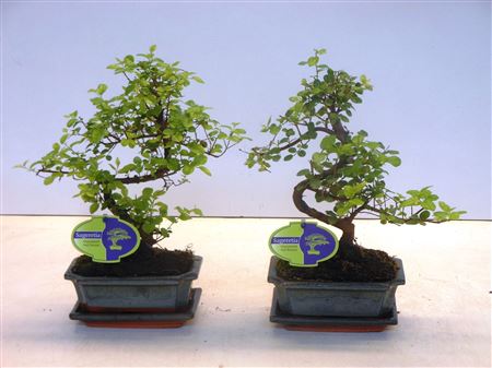 Bonsai Sageretia Theezans, 15cm., Shape, With Drip