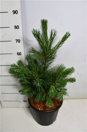Pinus Monticola Ammerland