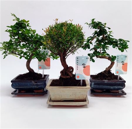Bonsai Mix Traditional