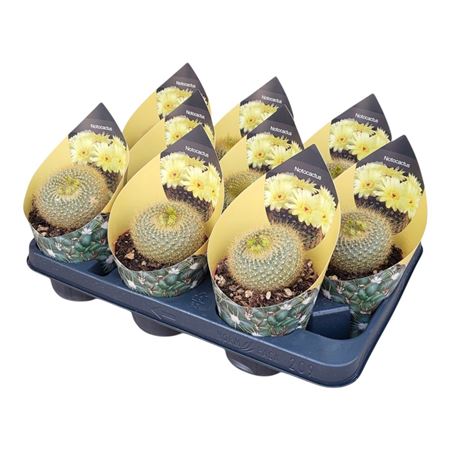 Notocactus Graessneri Potcover