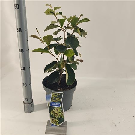 Hamamelis Int Westerstede