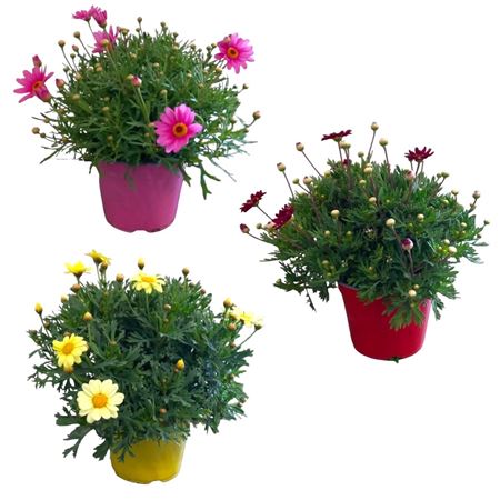 Аргирантемум Фрут Микс Буш