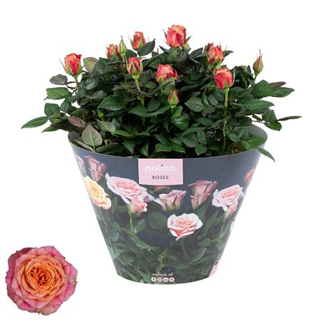 Rosa Orange Excellent Bowl